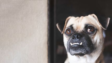 Perros con mordida prematura: Dientes de cachorro y frenillos en perros