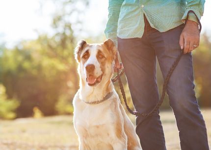 Tu perro ladra ante cualquier ruido - ¡soluciones!