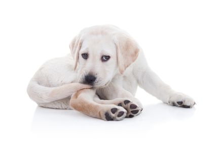 Virus glandular en perros: ¿qué es?