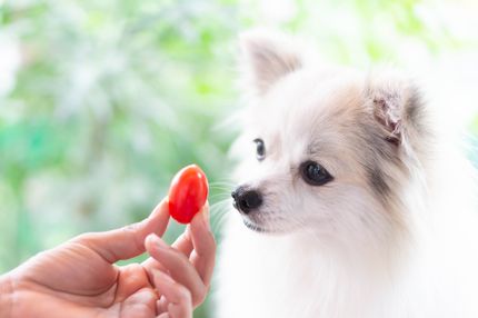 ¿Los perros pueden comer tomates?