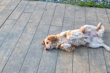 Mi perro tiene la barriga dura, ¿por qué?