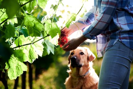 ¿Pueden comer uvas los perros?
