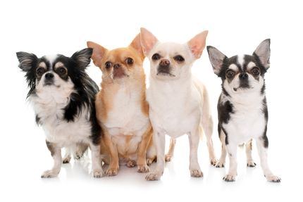 22 Chihuahua con fotos - Especies de chihuahua y simpáticos híbridos