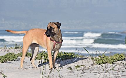 2 razas de perro que pueden utilizarse para cazar leones