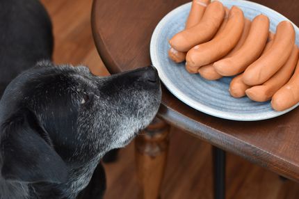 ¿Puede mi perro comer salchichas y jamón?