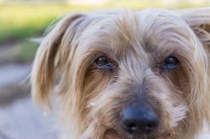 Si tu perro tiene constantemente algo en el ojo - causas y soluciones