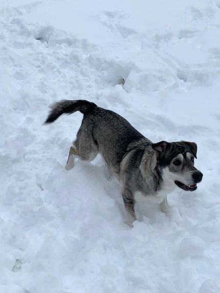 8 actividades para perros durante el invierno en Austria