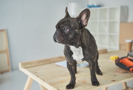 24 razas caninas francesas reconocidas por la FCI con fotos