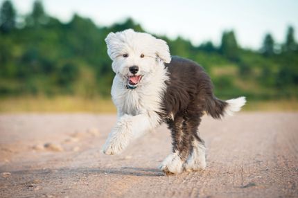 Tres consejos para que el perro obedezca una orden de retirada