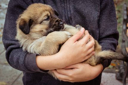 Licencia para perros: Baden-Württemberg introduce la licencia obligatoria para perros