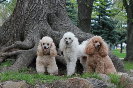 15 razas de perros hipoalergénicos: Razas sin pelo para alérgicos