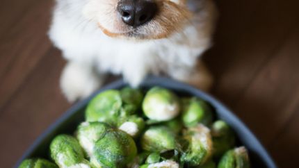 ¿Puede mi perro comer coles de Bruselas?