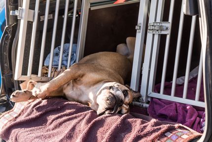 Perros en el coche: qué hay que tener en cuenta, situación legal e información importante