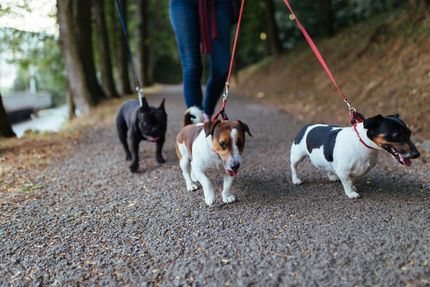 Cómo guiar tranquilamente a tu perro con la correa aunque haya otros perros