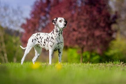 Nombres de perro elegantes para hembras