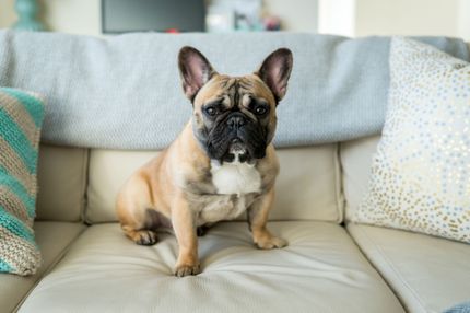 Ventajas de los perros de raza frente a los perros mestizos