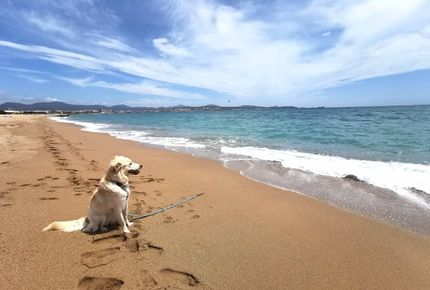 22 cruces interesantes de Border Collie