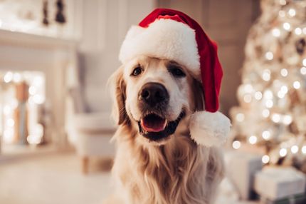 10 regalos de Navidad para perros