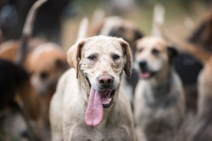 Adiestramiento de perros de caza: costes, procedimiento y duración