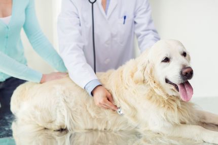 ¿Qué hacer si tu perro vomita sangre?