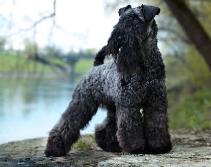 Playa para perros en el lago Balatón: lugares para perros que debes conocer