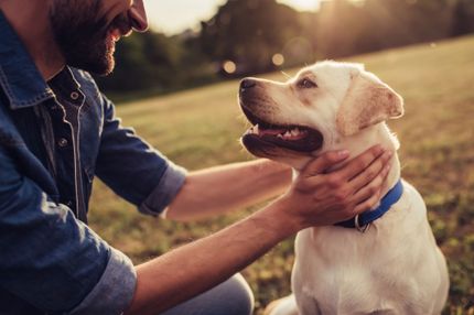 Razas de perro para principiantes