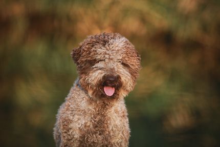 Pasear a tu perro en sitios oscuros de manera segura