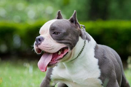 Los 12 mejores collares antitirones para perros