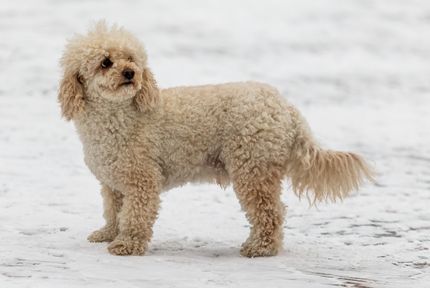 Mini Goldendoodle - tamaño, temperamento, carácter, precio + fotos