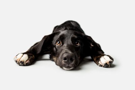 Enfermedades cardiacas en perros: diagnóstico y control