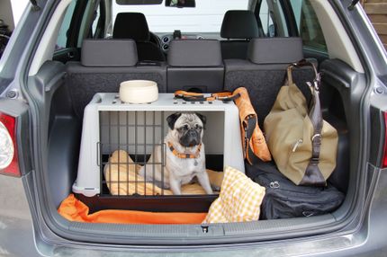 Viaje por carretera a España con perro: cómo hacerlo de forma relajada