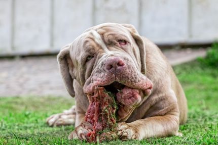Alimentos venenosos para los perros