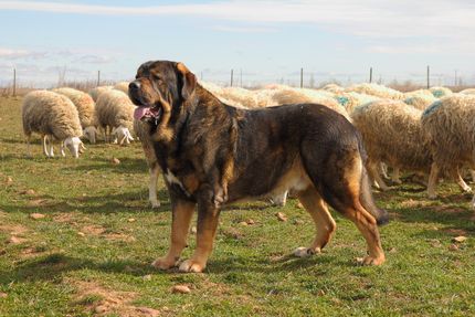 10 impresionantes razas de perros guardianes con fotos