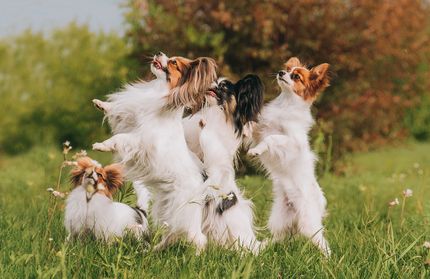 Cómo enseñarle a tu perro a saludar o hacer "el osito"