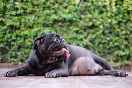 Tos de las perreras: si su perro tose, debes conocer esta enfermedad