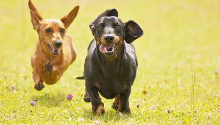 Displasia de cadera y codo en perros