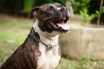 22 datos fascinantes sobre los pit bull