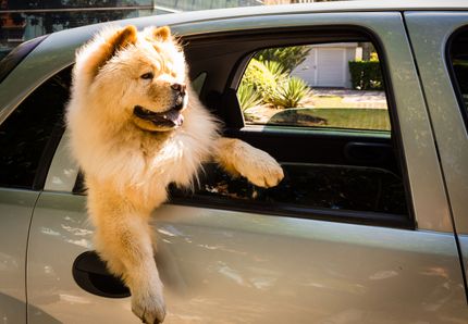 ¿Se admiten perros en IKEA? Aclaramos qué se aplica en Austria y Alemania en 2023.