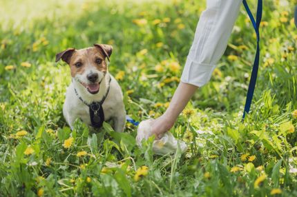 Diarrea en perros