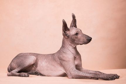 Top 7 Perros desnudos: razas de perros sin pelo (incl. fotos)