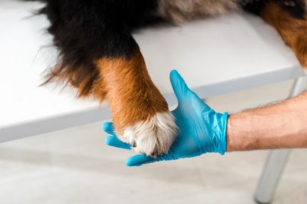 Le chien se mordille les pattes : 4 causes & solution