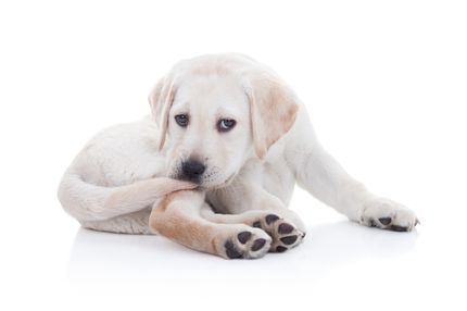 La Glande violette chez le chien - qu'est-ce que c'est ?