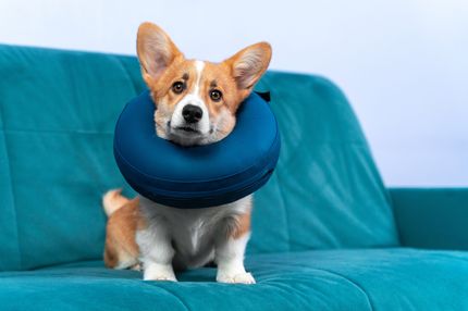 Alternatives à l'entonnoir pour chiens : la voie douce vers la guérison