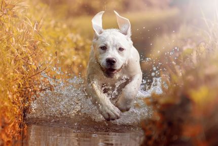 Chien en fuite - que faire si le chien s'est enfui ?