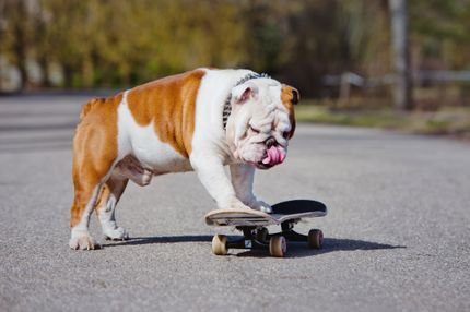 Noms de chiens inhabituels - mâles