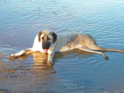 Vacances avec chien Mer Baltique - ces conseils que vous devez connaître à l'avance !