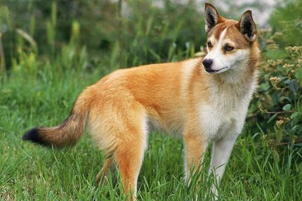 Des chiens qui ressemblent à un renard