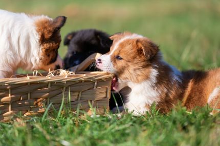 Un chien s'installe