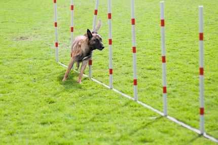 Examen de Bh pour le chien - procédure, coûts, conseils