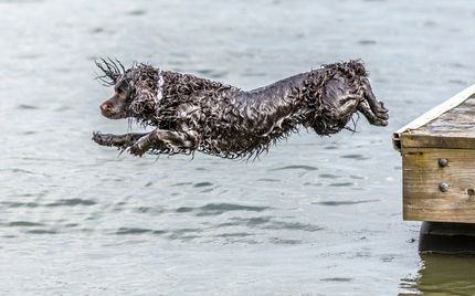 5 beaux terrains pour chiens à Majorque